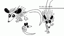 opossum