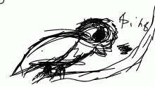birb