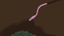 worm