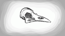 Skulls