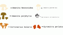 mushrooms!! ((toxic))