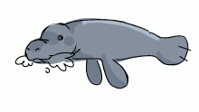 manatee