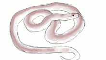 Northern Pine Snake