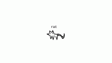 rat