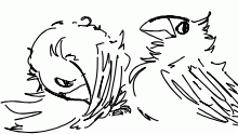birb doodles