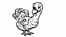 Dodo