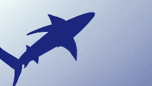 Shark