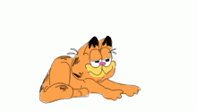 just a normal cat