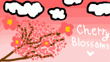 Cherry Blossoms