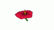 hibiscus