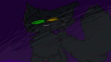 Maine Coon Cat