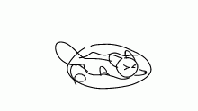 chinchilla