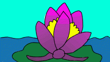 water lily