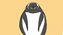 gentoo penguin