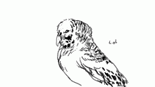 birb