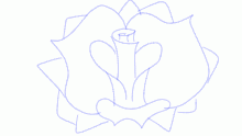 random rose
