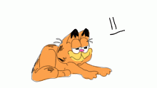 just a normal cat