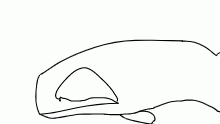 orca