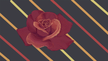 FALLing Petal-ForBig-Fish's Contest