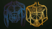 Torso practice sketches