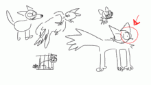 animal
