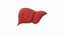 Liver