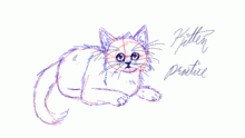 Kitten practice.