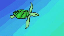 Mr. Turtle
