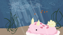 Sea slug
