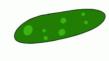 when the long green cucumbers cost.