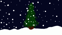 winter wounder