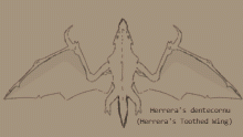Herrera's Dentecornu -Contest Entry