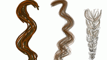 hair