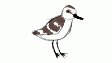 sanderling