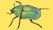 beetle
