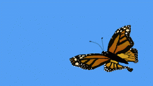 Monarch