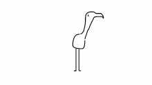 Flamingo lick ground