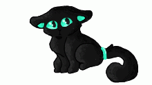 Black cat