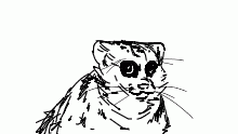 Pallascat