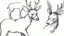 deer