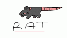 R A T