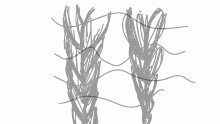 braid