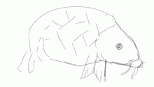 carp