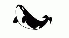 Orca flop pfp?