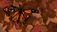 butterfly