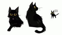 cat practice