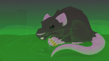 Rat
