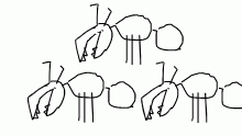 ants