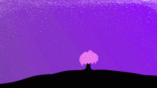 cherry blossom