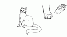 cat sketches